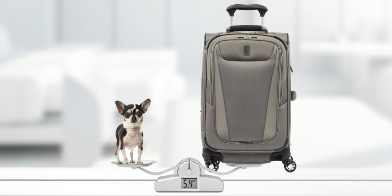 Travelpro softside maxlite luggage on a scale with a dog to showcase how lightweight the luggage is.
